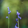 Blue Bells