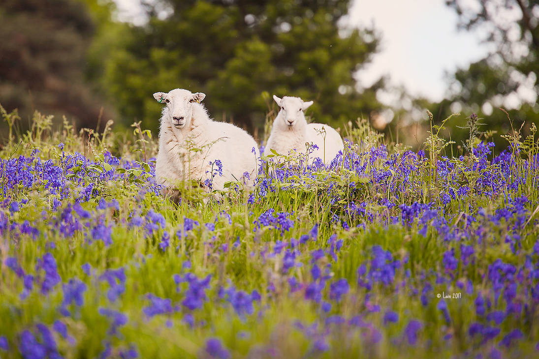 Blue Bell Sheep by Lain-AwakeAtNight