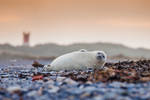 Baby Seal by Lain-AwakeAtNight