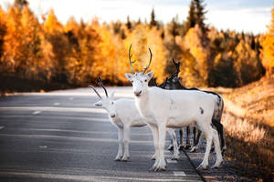 White Reindeer