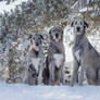 Irish Wolfhound Gang