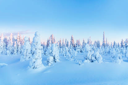 Snowy Trees