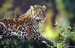 Leopard by felipemassafera
