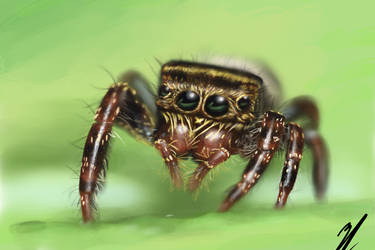 cute jumping spider