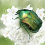 chafer