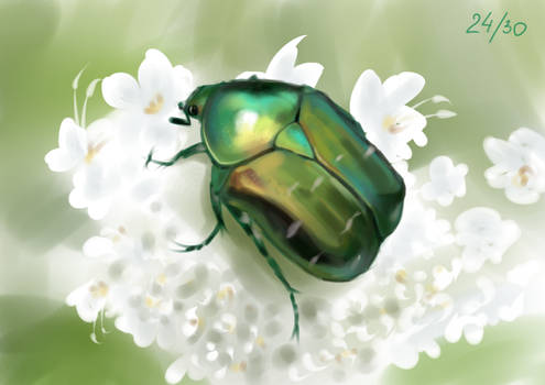 chafer