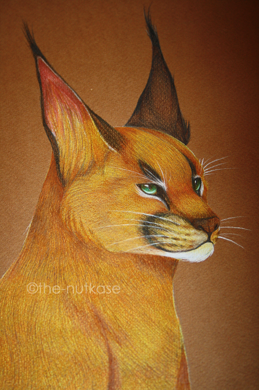 Caracal