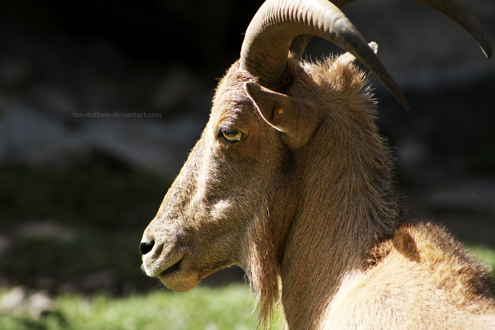 Barbary Sheep