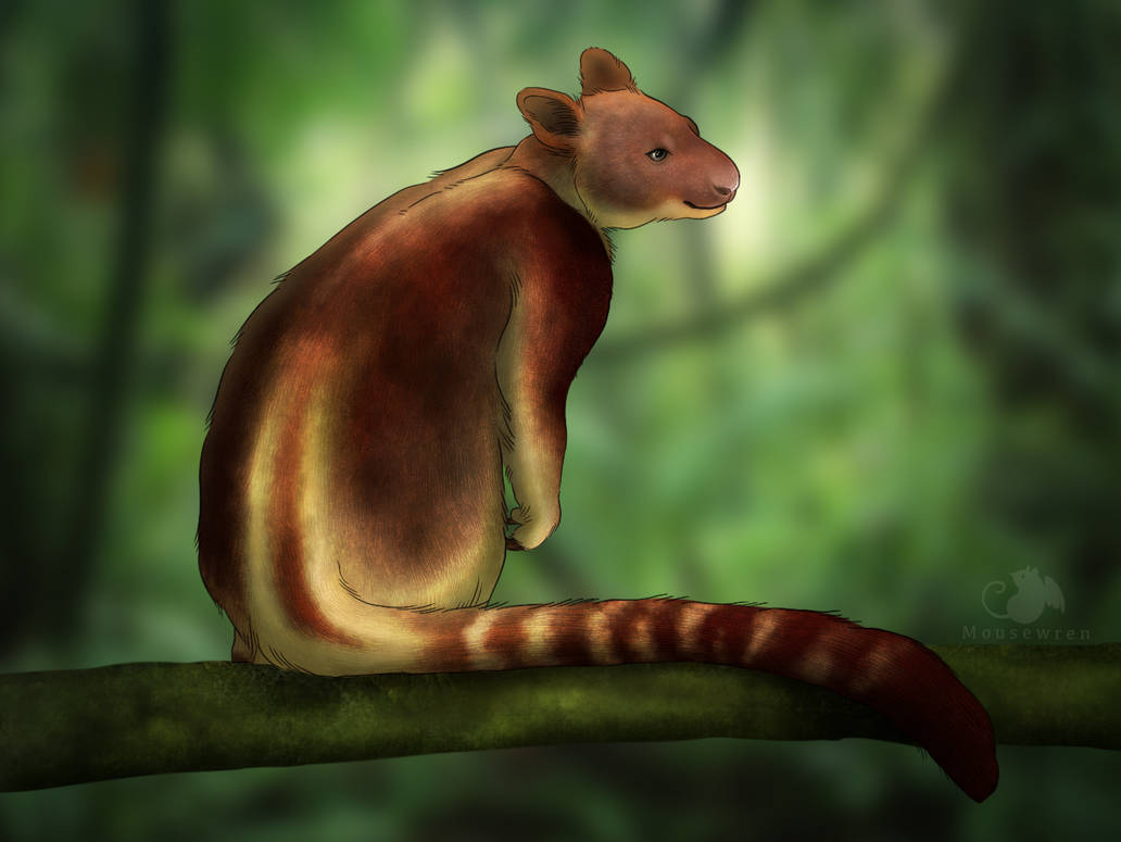 Goodfellow's Tree Kangaroo by Mousewren on DeviantArt