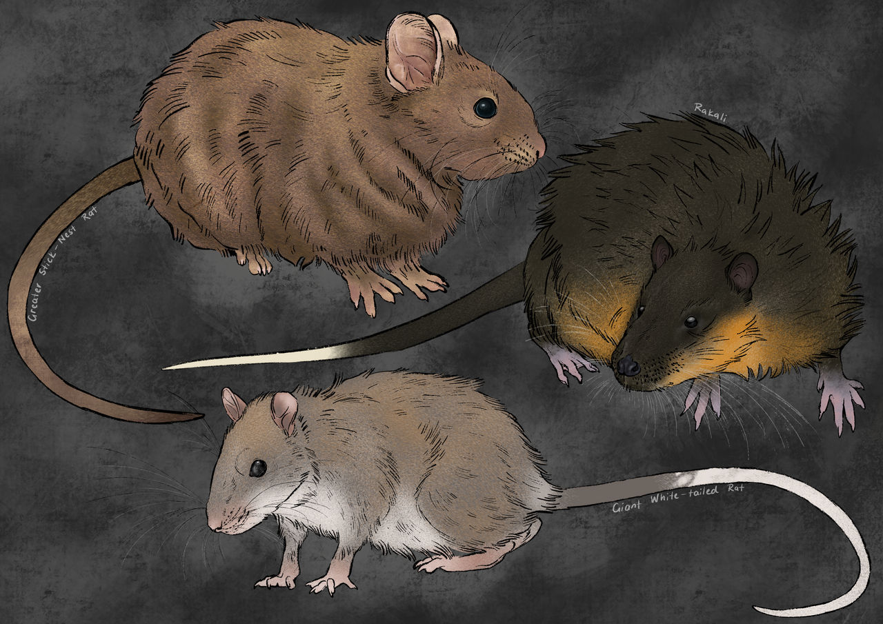 Rat Deviantart Australian Rats by Mousewren on DeviantArt