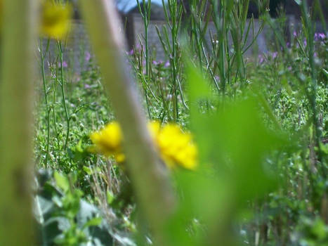 Dandelion