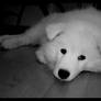 Samoyed