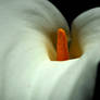 Another Cala Lily