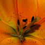 Flower Macro 6