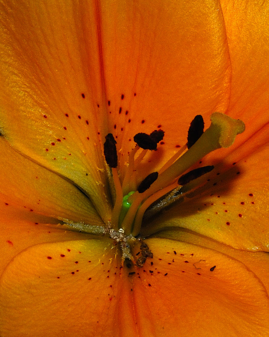 Flower Macro 6