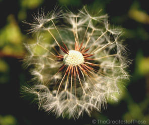 Dandelion