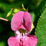 Himalayan Balsam