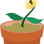 Coughing Flower (Seedling)