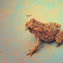 Bufo americanus