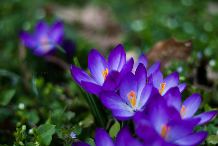 Early Bloomer