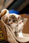 Cats and kittens no. 4 by ploftdk