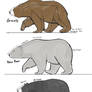 Bear  studies