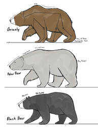 Bear  studies