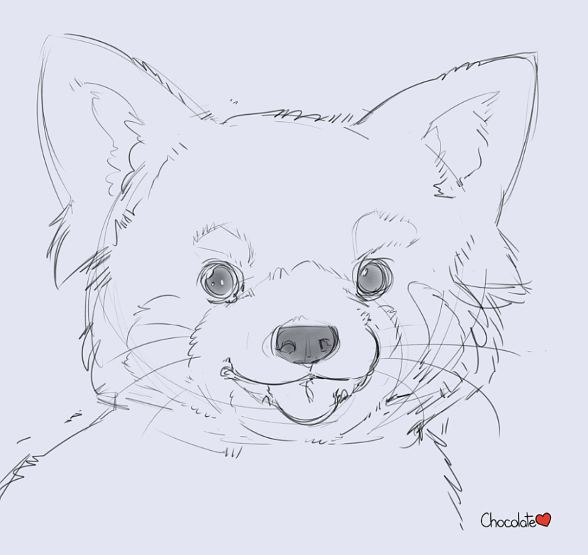 Red Panda Sketch By Chocosune On Deviantart Red Panda Sketch By Chocosune On Deviantart
