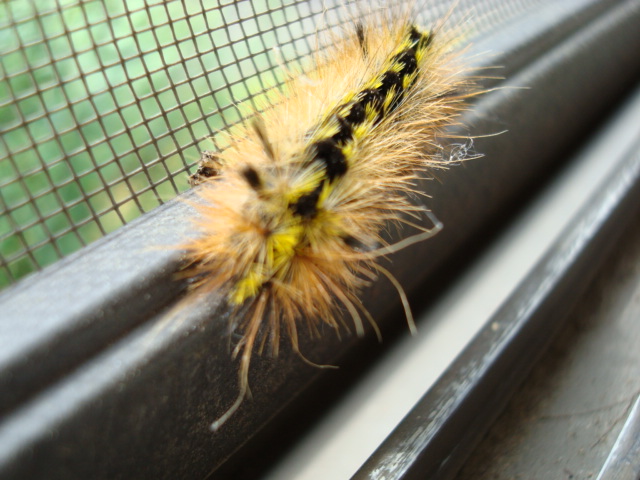 caterpillar on screen