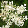 Queen Anne's Lace