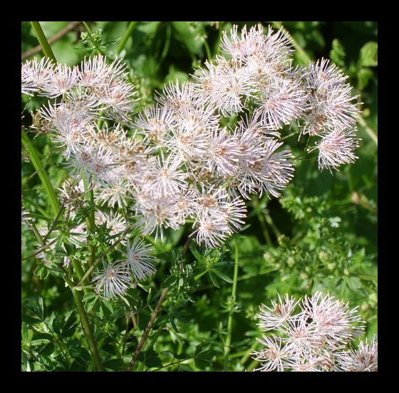 Alpine flowers