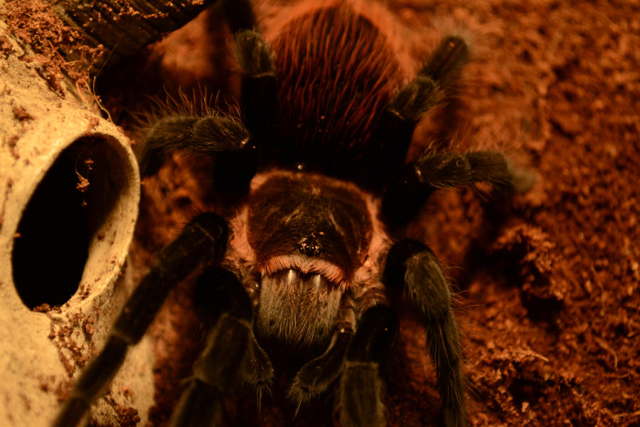 Mexican Red Rump by ChrisSchutte2319 on DeviantArt