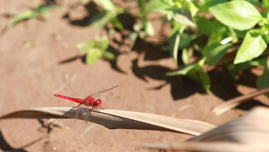 Red dragonfly