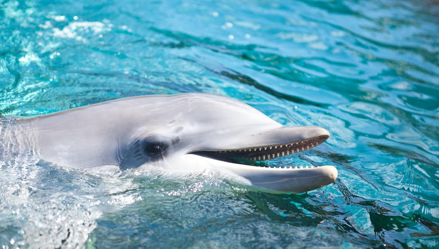 Dolphin, smiling