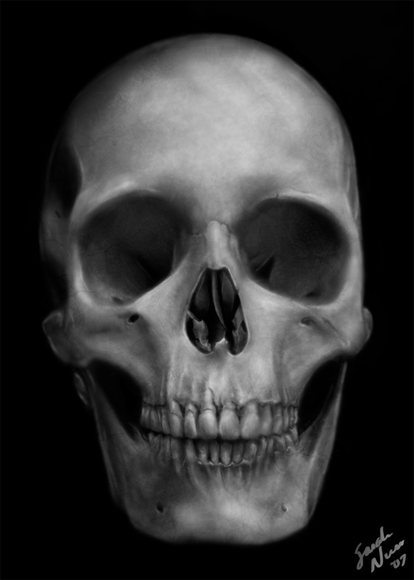 Anatomy Study: the Skull