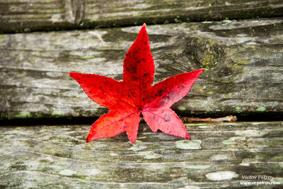 Red leaf...