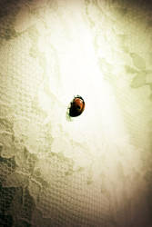 Lucky Ladybug