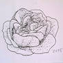 Rose ink sketch
