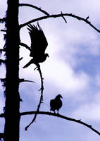 Turkey Vultures.