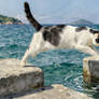 The Cat by the Sea