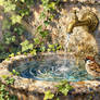 A little bird that wants a drink