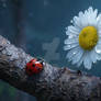 Ladybugs and Daisies