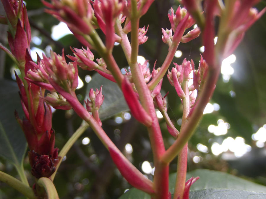 Bokeh Flowers