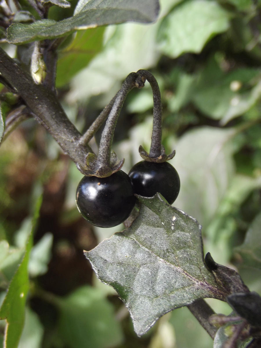 Black Berries