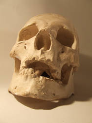 Skull Stock - 2