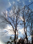 Tree. by GOREgeousss