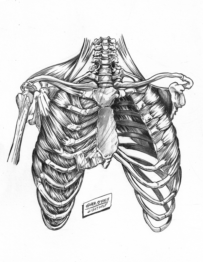 Rib Muscles_01