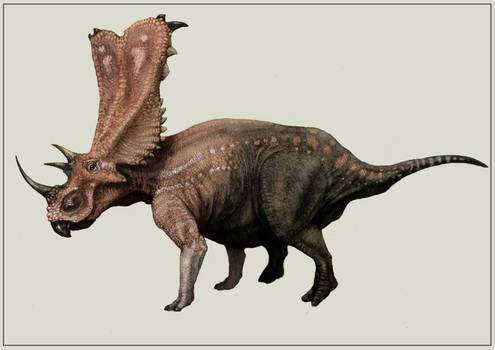 Chasmosaurus belli.