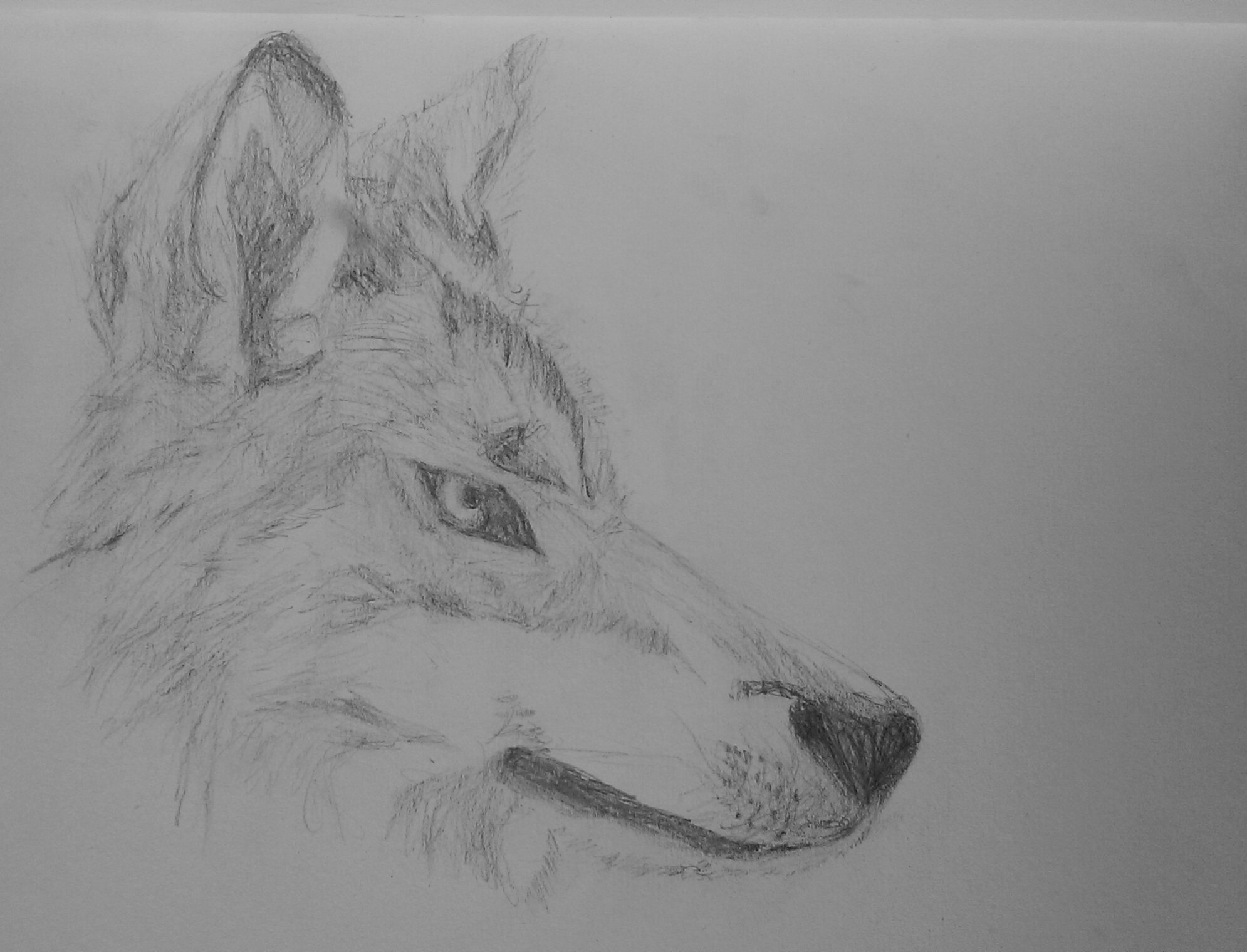 wolf head side drawing 2