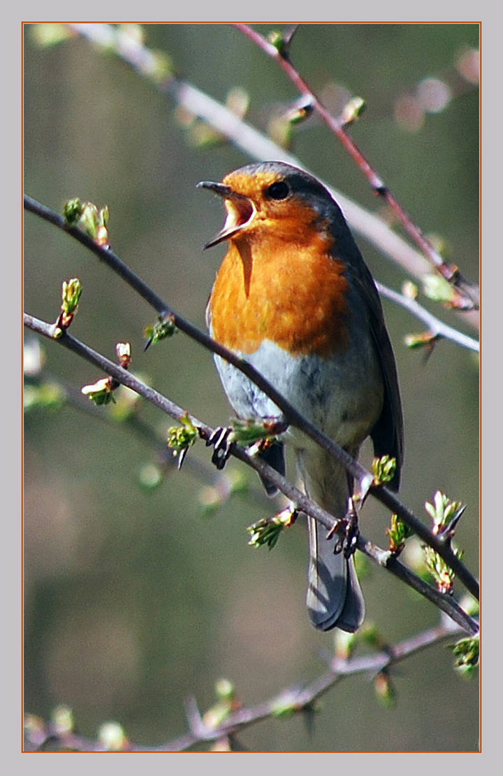 Red Robin Rocking Rocking Robin by questfinder on DeviantArt